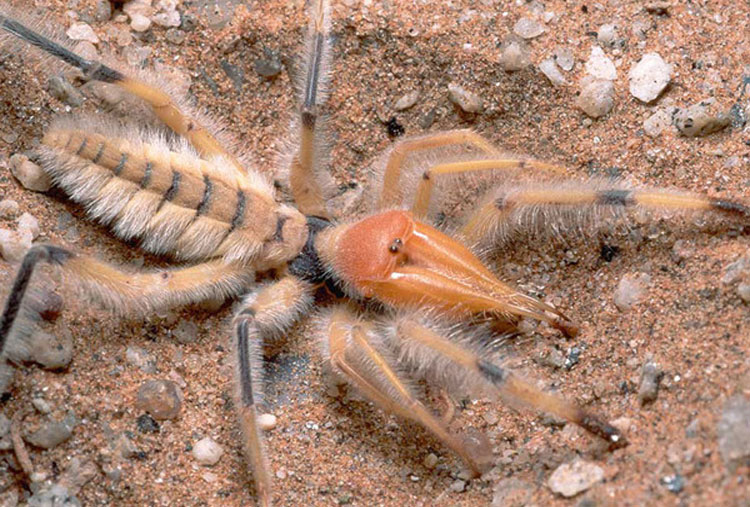 Araña camello gigante