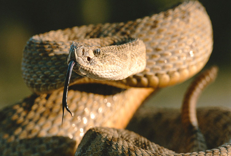 Serpiente Cascabel