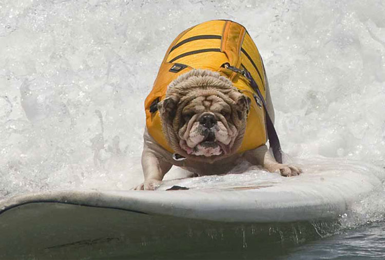 Instructor de surf para perros