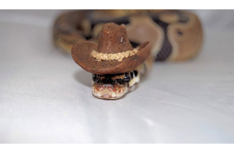 La serpiente cowboy