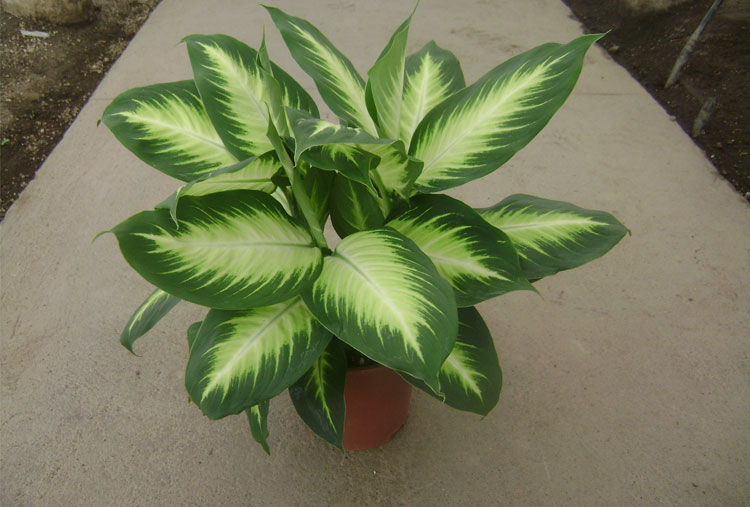 Dieffenbachia