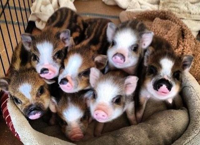 Son seis especies comunes de cerdos miniatura