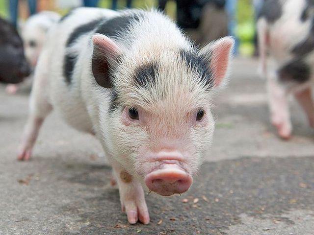 En Dinamarca hay más cerdos que humanos