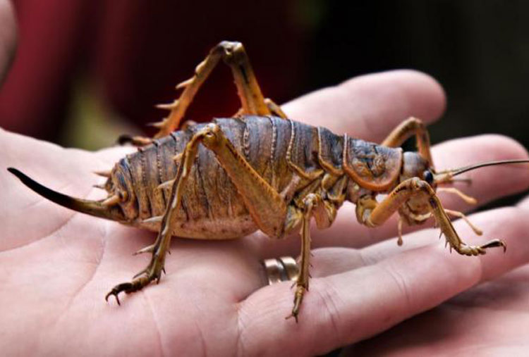 Weta gigante