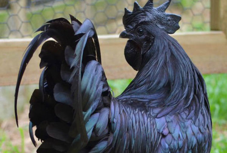 Gallo de Ayan Cemani