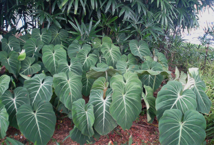 Philodendron