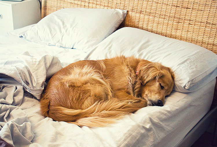 Evalúe dormir con sus mascotas
