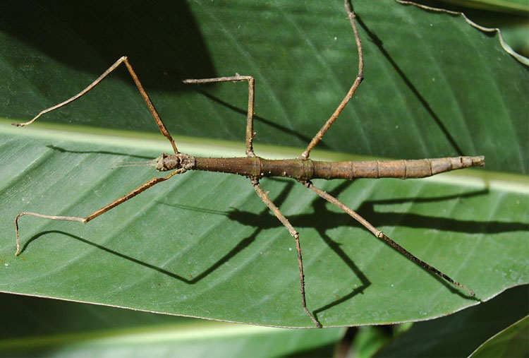 Palo gigante