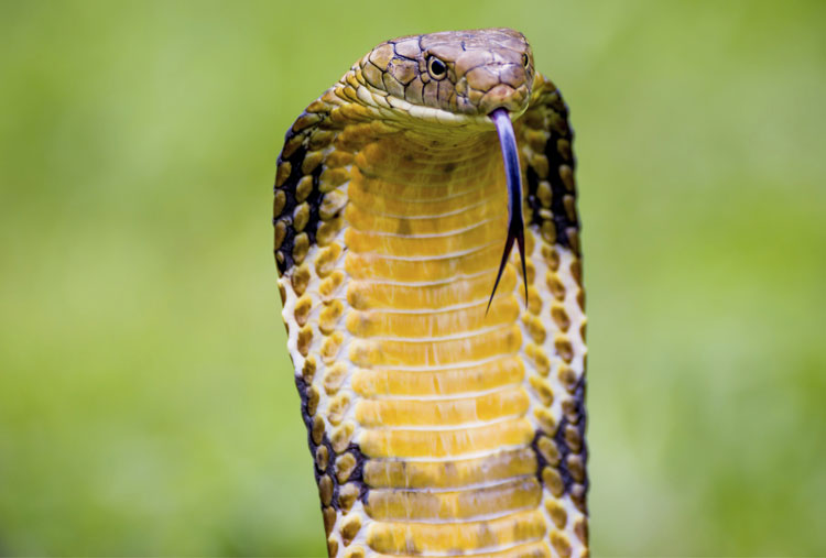 Dale su espacio a esta serpiente