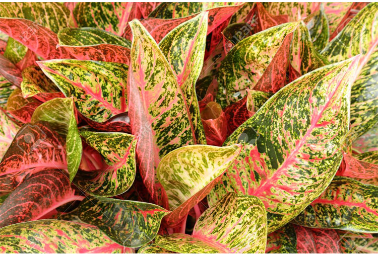 Aglaonema