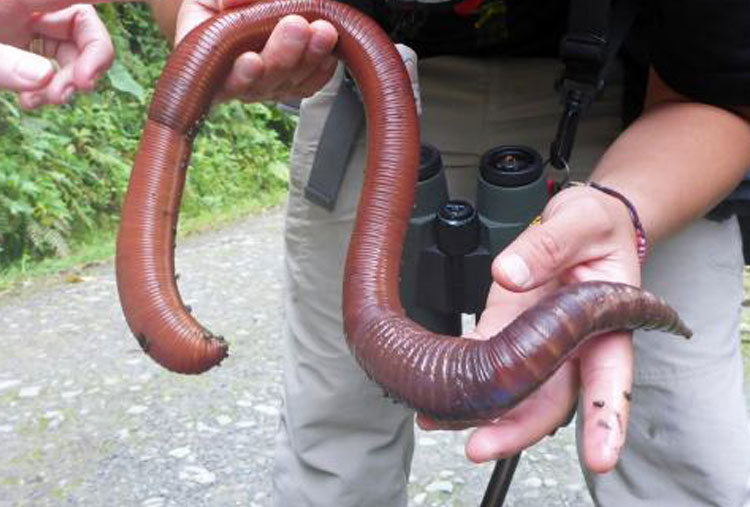 Lombriz gigante de Gippsland