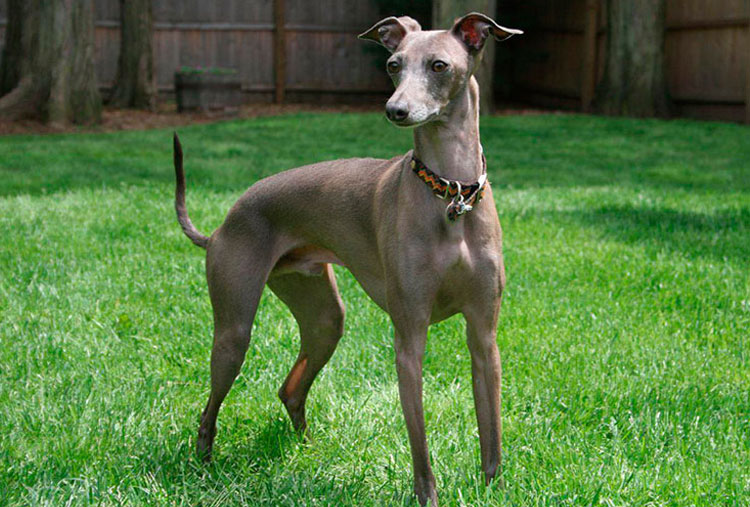 Galgo