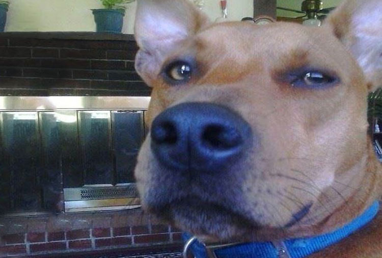 Scooby doo ¿eres tú?