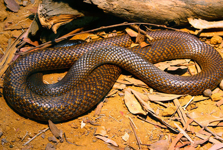 En su especie es la mayor causante de muertes en Australia