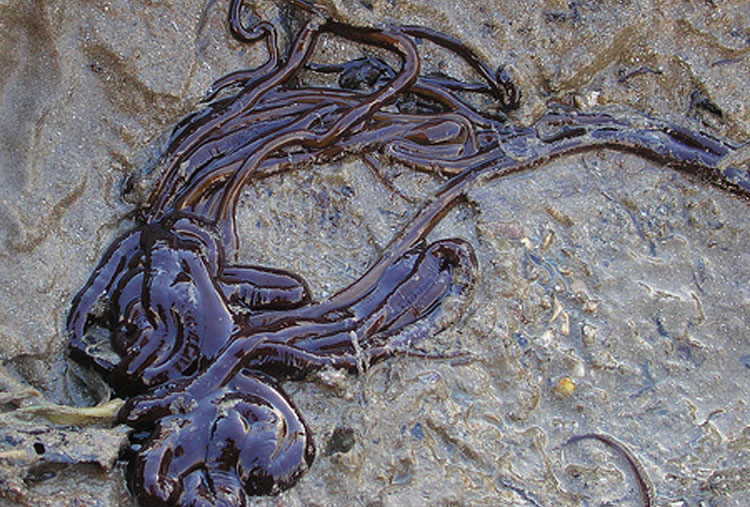 Gusano cordón de bota