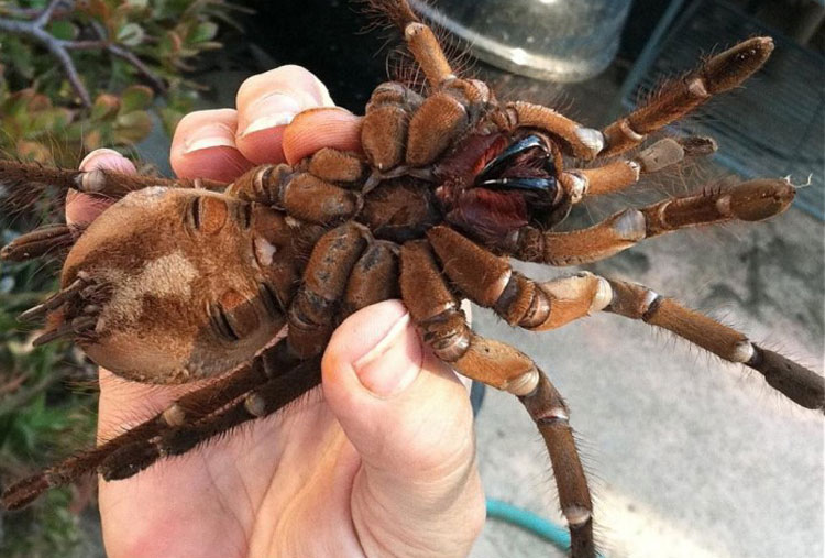 Tarántula Goliath