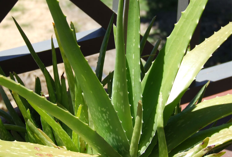 Aloe vera