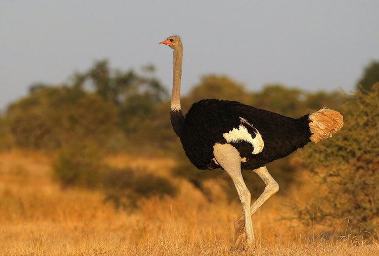 Animales de cuidado