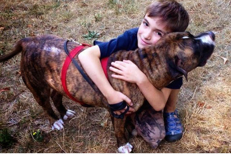 Un perro Pit Bull salva a niño de 8 años