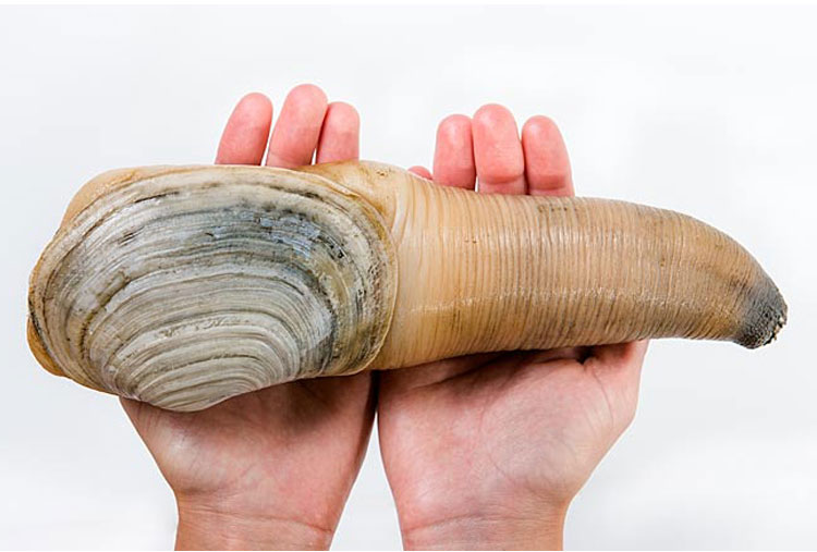 Geoduck