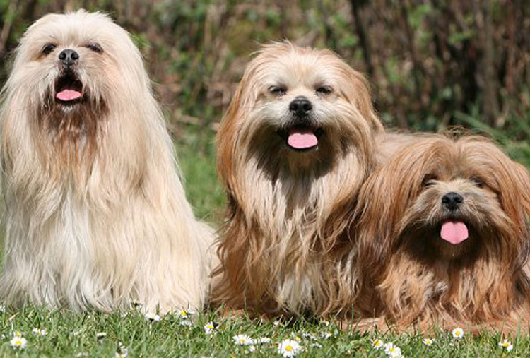 Lhasa Apso