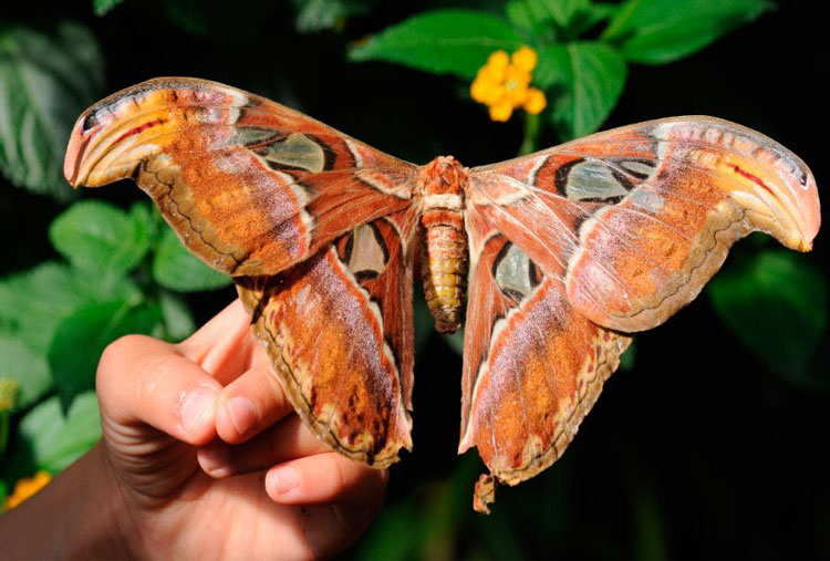 Mariposa Atlas