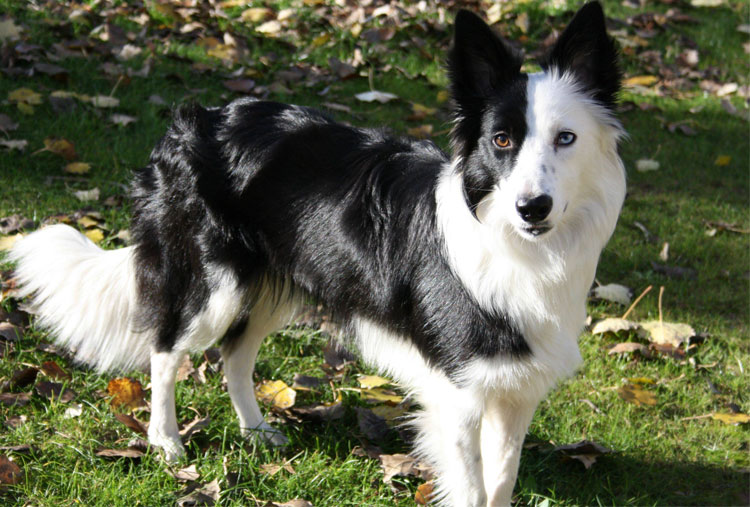 Border Collie