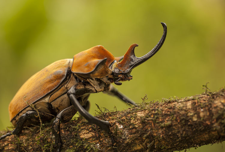 Escarabajo Elefante