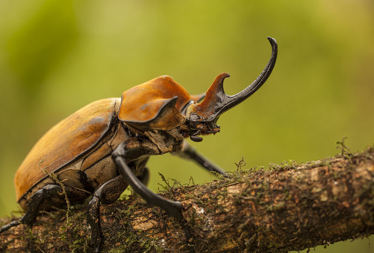 Escarabajo Elefante