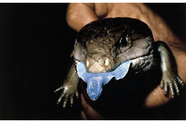 Lagarto negro de lengua azul