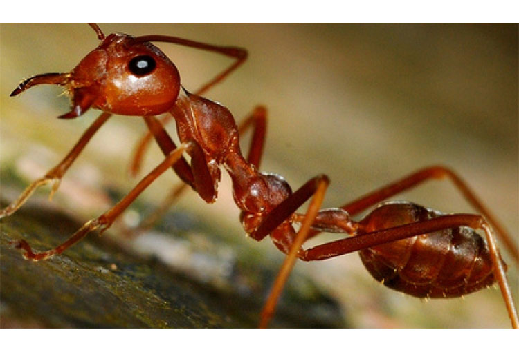 Baño de hormigas
