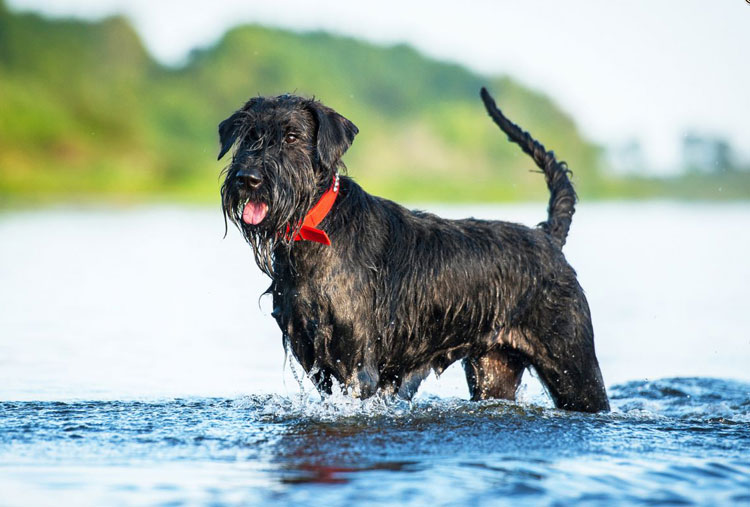 Schnauzer Gigante