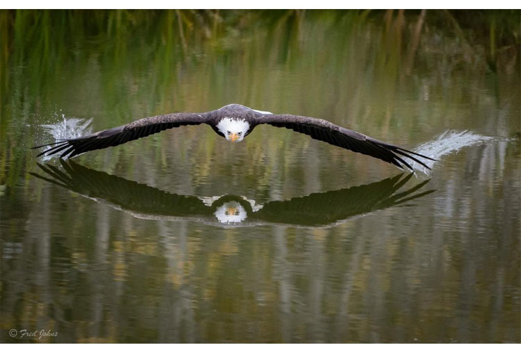 Majestuosa águila emprende vuelo