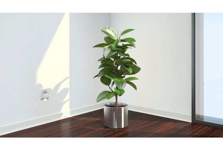 Ficus