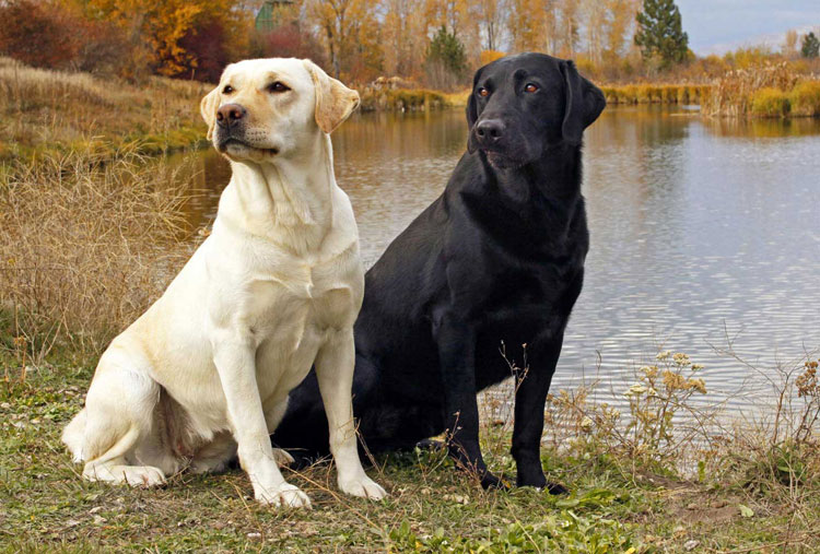 Labrador Retriever