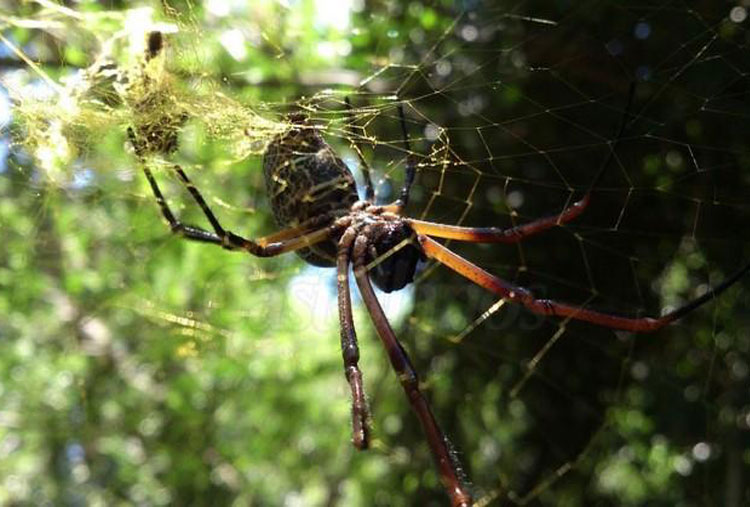 Araña de seda dorada