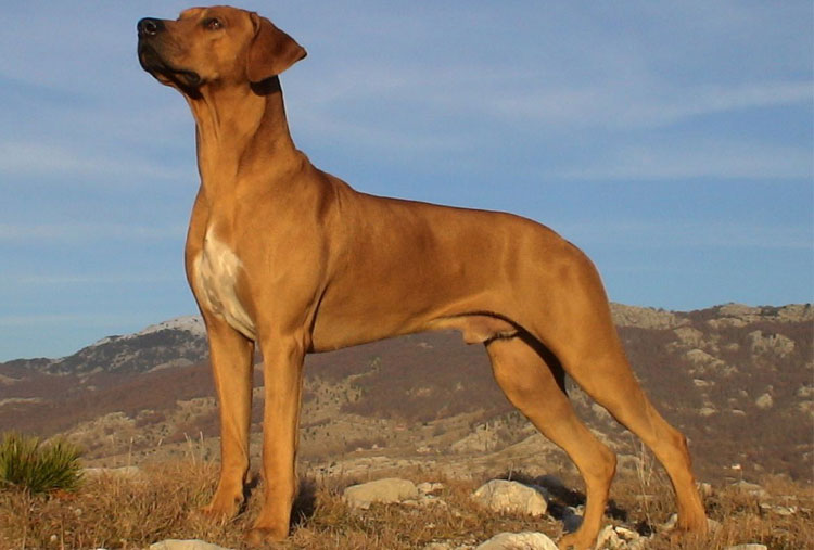 Rhodesian Ridgeback