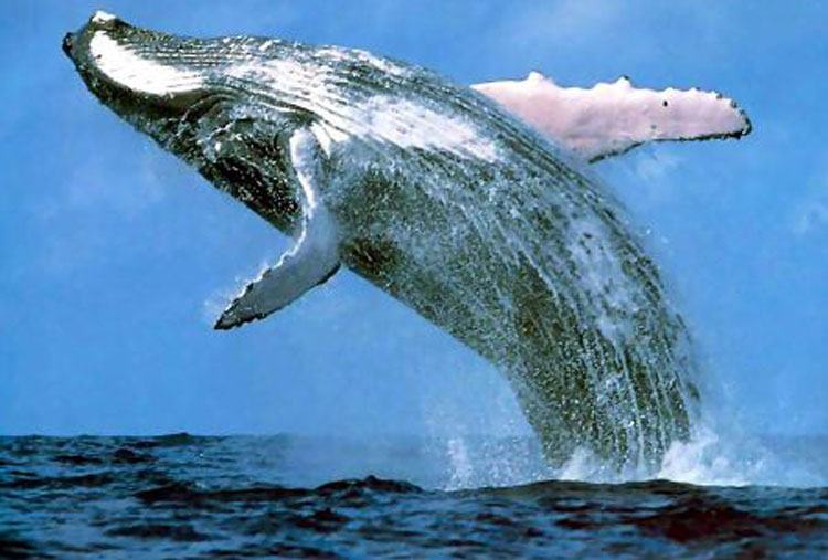 Excreciones de ballena