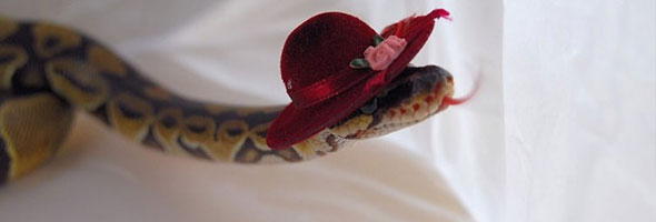 Nueva tendencia en el reino animal: ¡Serpientes con sombrero!