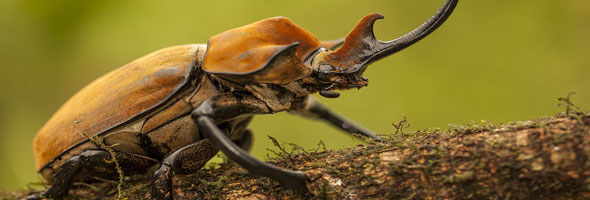 Atrévete a conocer a los insectos más grandes que existen en el planeta