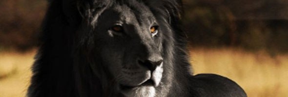 Curiosos animales con melanismo