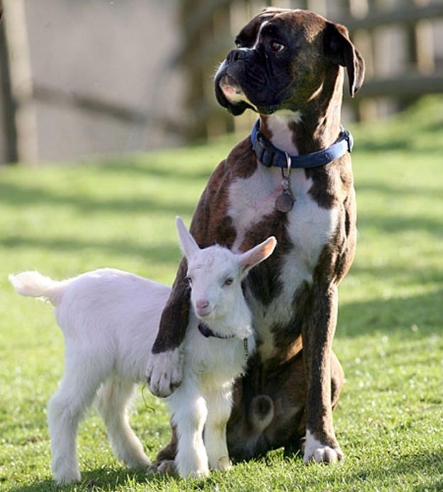 Una cabra bebé y su protector