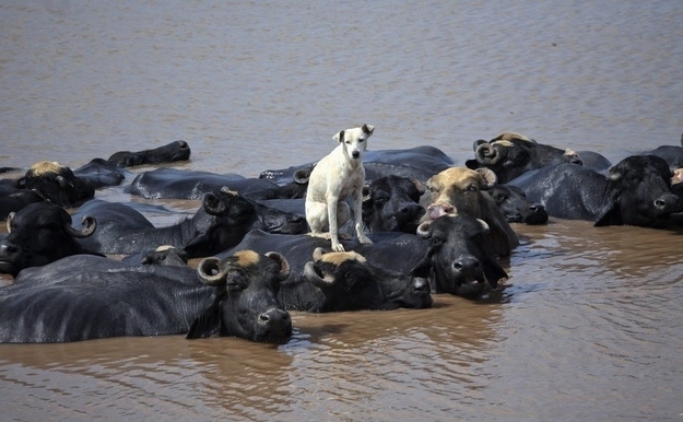 Este cachorro y sus manada de búfalos