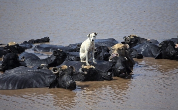 Un perro entre muchos búfalos