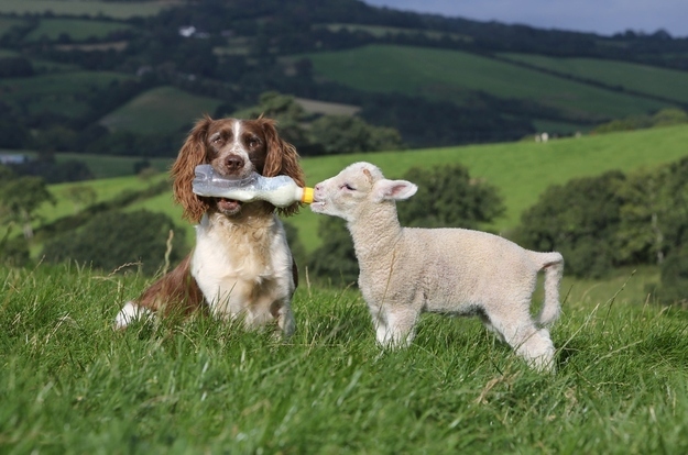 El perro y la oveja