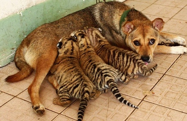Perro mestizo que cuida tigres