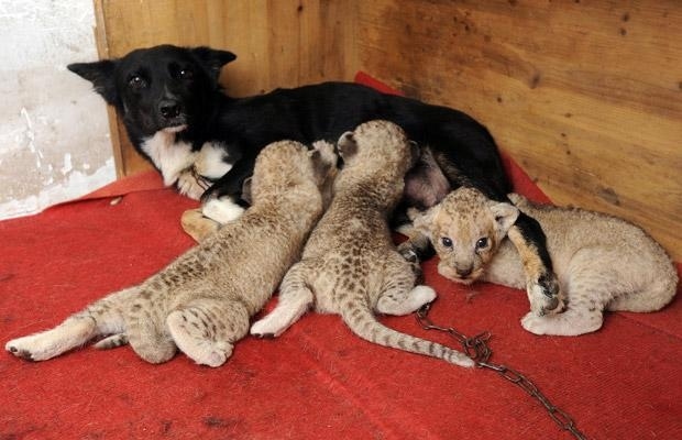 Perro que cuida a sus hijos leones