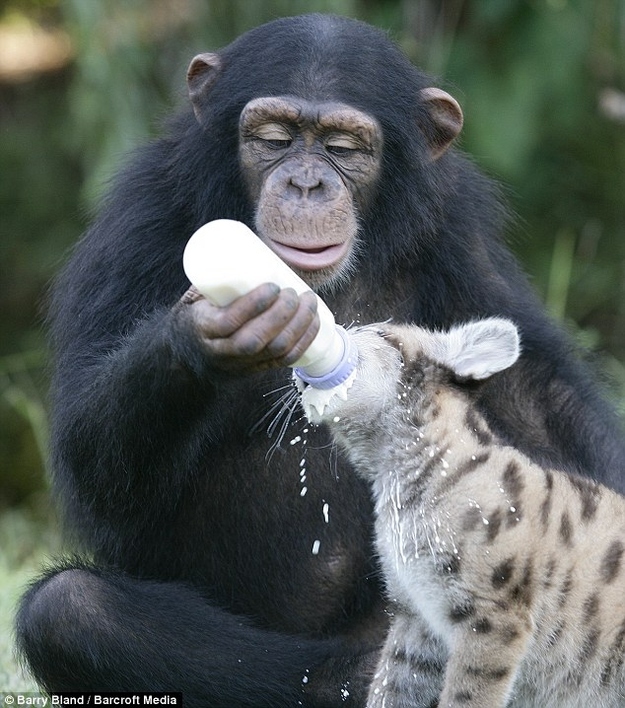 Mono alimentando a una hiena