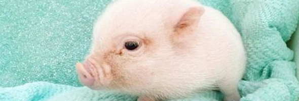 Datos curiosos que debes conocer si quieres un Mini Pig