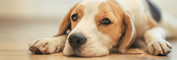 Razones por las que necesitas tener un Beagle